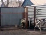 Mientras tanto en Rusia Perro baila con canción de Modern Talking