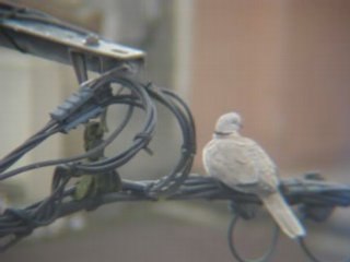 La Tourterelle Turque