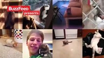 Los mejores videos de gatos de Vines este 2013