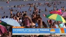 Piranha attack 70 injured Argentina