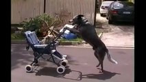 Perro paseando a Perro en Carreola