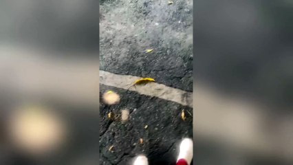 “Auxilio, auxilio. Por favor” El desgarrador grito de una opositora al régimen de Maduro al momento de ser capturada.