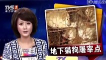 Cierran matadero y 33 comercios de venta de perros y gatos en China tras reportaje de Igualdad Animal