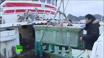 Encuentran calamar de 3 metros en Japón