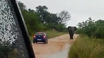 Un elefante enojado ataca y voleta un vehículo en el Parque Nacional Kruger