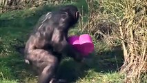 Los chimpancés reciben regalos de San Valentín en Zoologico