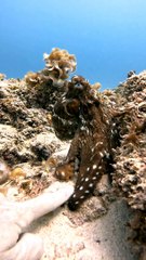 Octopus Grabs My Hand and Takes Me for a Walk