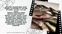 Dear subscribers, Hello everyone and Thank you from TM Chem Organic  for being you! The news of the month is just super cool!!! Asp, pike perch, perch, catching mandula, Coast Master spinner! Dnepr River! E