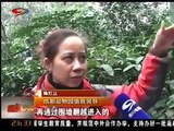 Hombre con transtorno mental se lanza a la jaula de los tigres para ofrecerse como comida en China