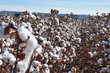 NT cotton harvest | March 21, 2024 | Farmonline