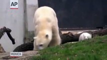 Osos Polares Gemelos Salen su primer dia en Zoologico de Munich