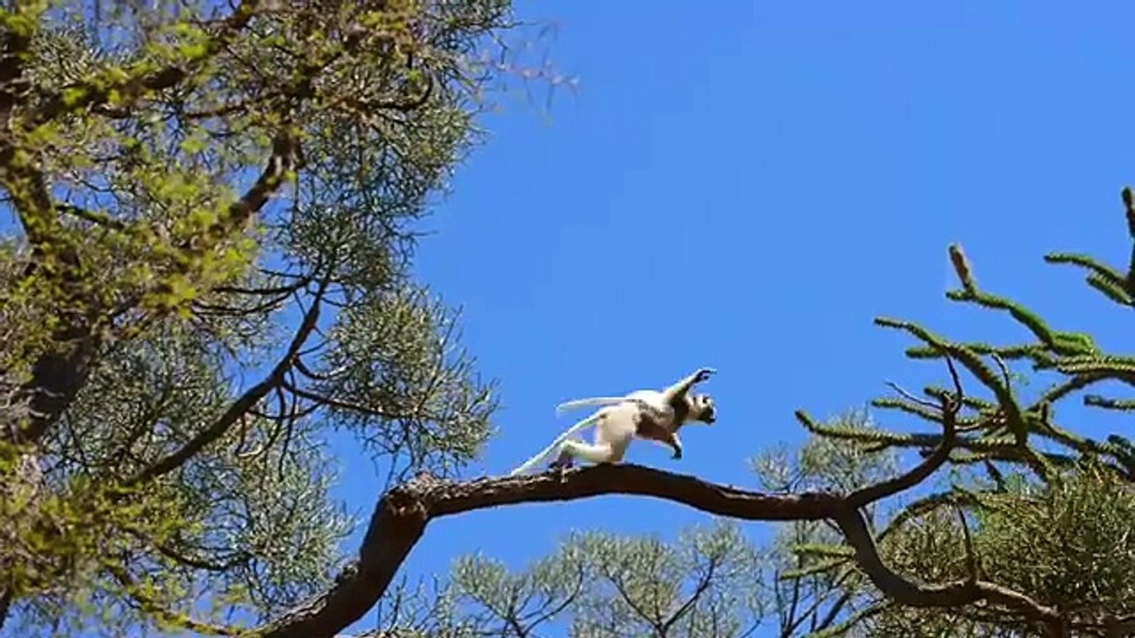 Island of Lemurs Madagascar Movie Featurette Lots of Lemurs 2014 HD ...