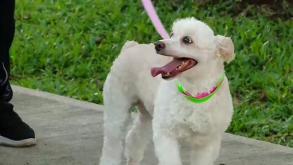 Guía Completa de Alimentación para Perros C7 🐶