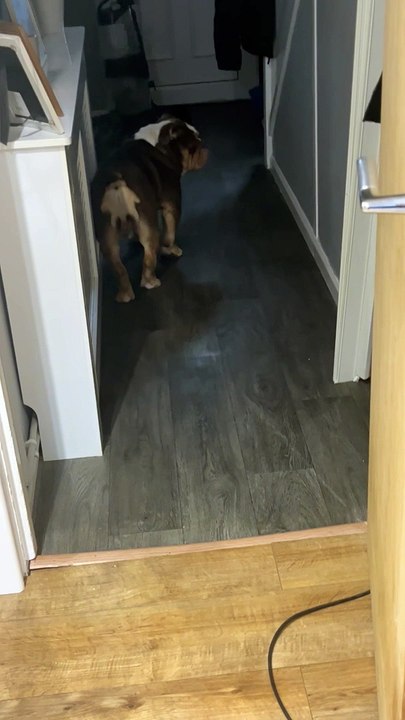 Gary The Bulldog Struts His Stuff