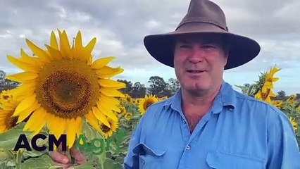 Aaron Sanderson, Gayndah in a sunflower crop | Queensland Country Life | 21/03/24