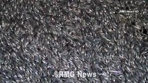 Miles de peces muertos en Marina del Rey California