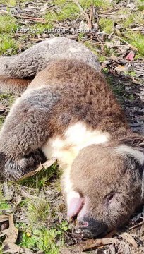 Koalas clung to falling gum trees, logging halted amid investigation