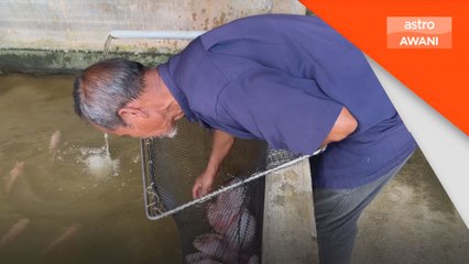 Kemarau: Penternak ikan bimbang kerugian