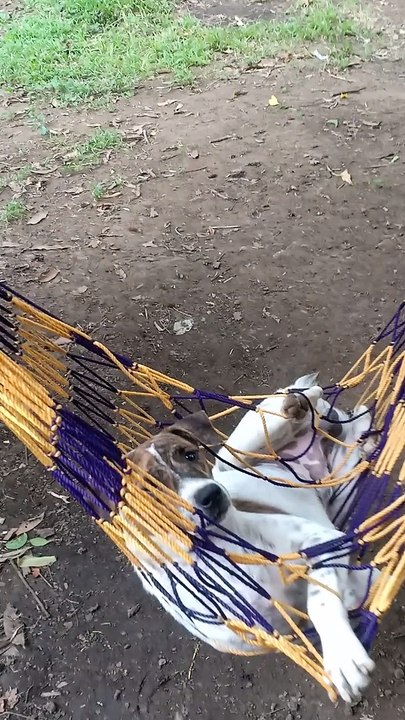 hammock