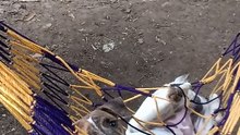 hammock