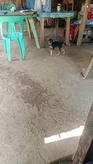 ang aming munting bantay