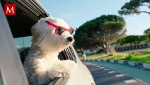 Cuida a tu mascota con estos consejos para mantenerlo a salvo del calor