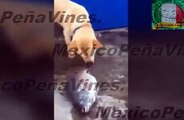 Increible Perro Intenta Ayudar a Peces con su Nariz