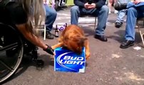 Perro proteje sus cervezas