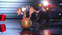 Americas Got Talent 2014 Christian Stoinev HandBalancer Plays With Puppy