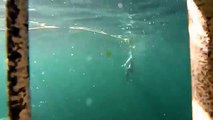 Nadando cerca de tiburones