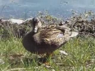 Canards étang blanc Seignosse avril 2008