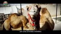 Paseos en camello en Playas de Rosarito
