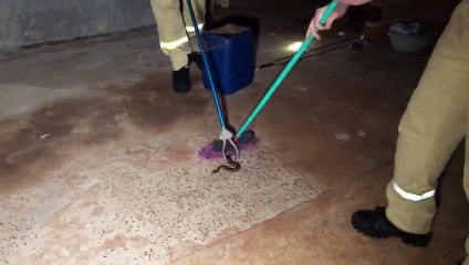 Susto na noite: Cobra Cascavel é capturada no Riviera