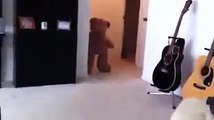 Freaked out dog