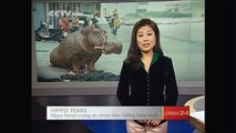 Hipopótamo es encontrado llorando luego de caer de un camión en Taiwán
