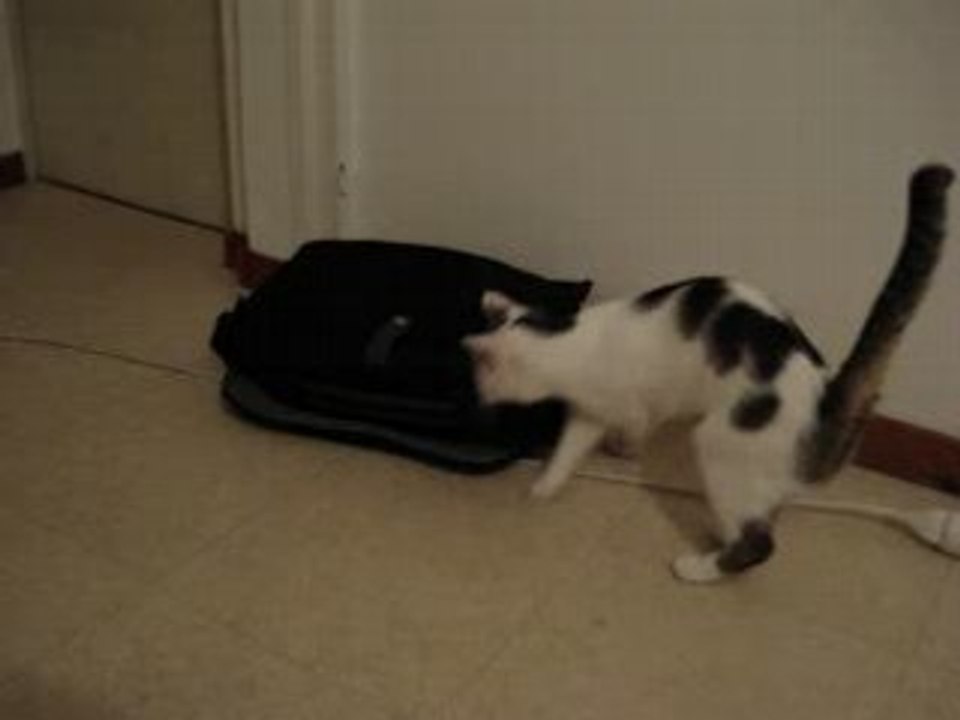 Un chat !