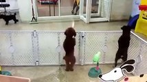 La reacción de un perro al ver a su dueña