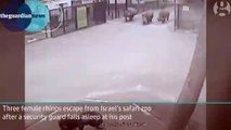 CCTV: Rinocerontes escapan de guarda somnoliento de un zoológico de Israel