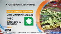 Inicia la venta de palmas en la CDMX para el Domingo de Ramos