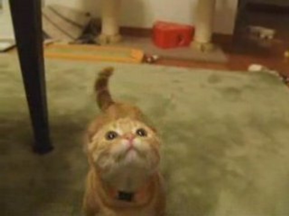 Chat sympa