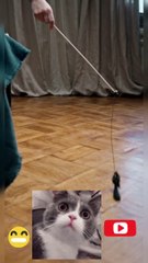 cute cat playing with mice toy