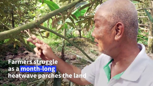 Vietnam farmers struggle for fresh water as drought brings salinisation