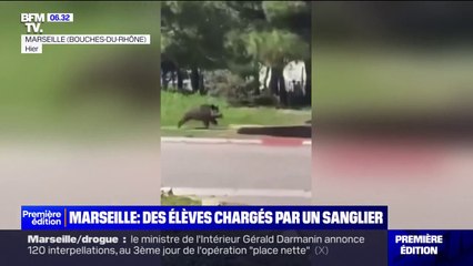 Un sanglier affolé sème la panique dans une cité scolaire de Marseille