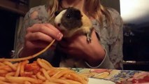 Conejillo De Indias comiendo Spaghetti