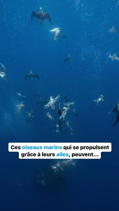 20 oiseaux sous les mers  !