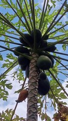 papaya plant!