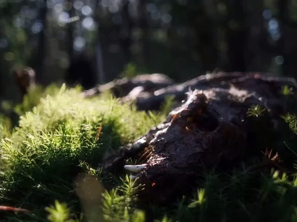 In A Violent Nature Trailer OV