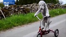 Perro disfruta de pasear en su triciclo