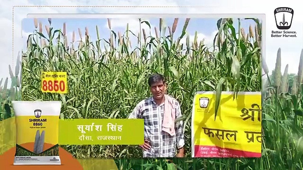 Shriram 8860: Bell-Shaped Bajra, High Yield, White Grains
