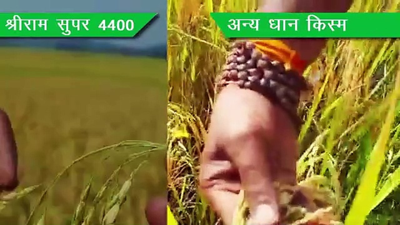 Shriram Super 4400 - Advanced Paddy Seed